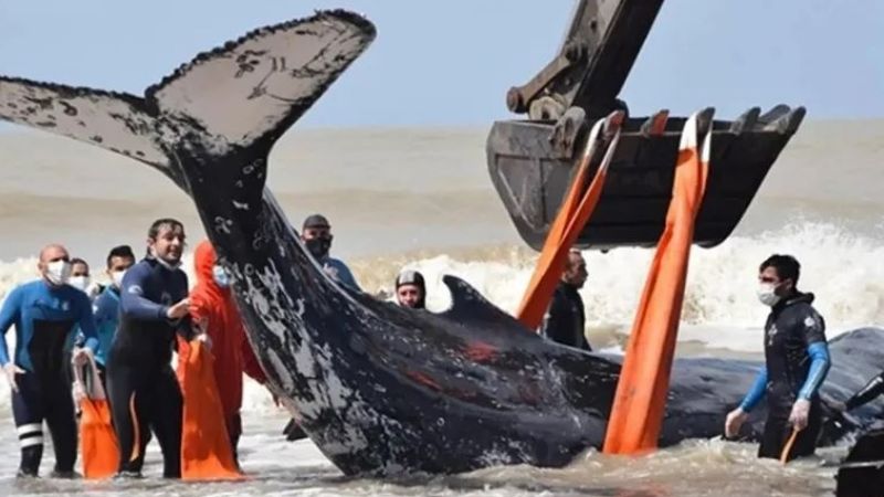 Alarma en la Península Valdés: Ya son 15 las ballenas muertas