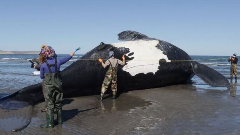 Alarma en la Península Valdés: Ya son 15 las ballenas muertas