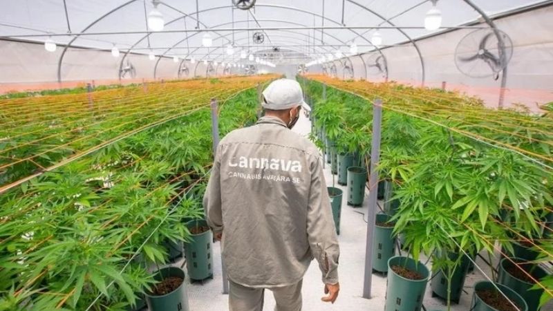 Habilitaron la primera planta de producción de cannabis medicinal del país