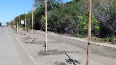Puerto Quequén planta 101 árboles celebrando sus 100 años