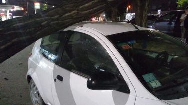 Temporal de viento: Se bajó a comprar un helado y un árbol aplastó su auto
