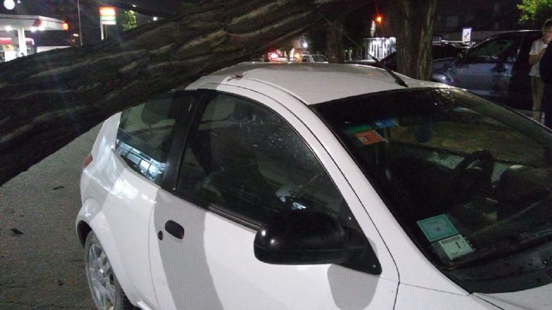 Temporal de viento: Se bajó a comprar un helado y un árbol aplastó su auto