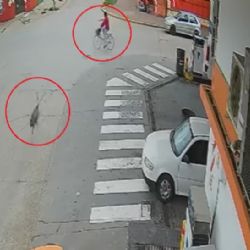 Video: Iba en bicicleta y lo atropelló un ñandú