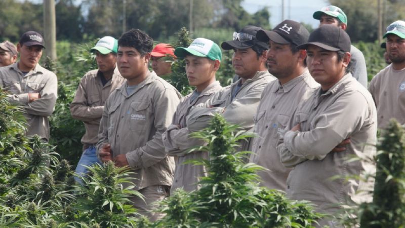 Iniciaron en Jujuy la cosecha de cannabis más grande de Latinoamérica: Son más de 80.000 plantas