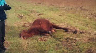 Ruta 228: Comisionista chocó a una vaca suelta y la mató