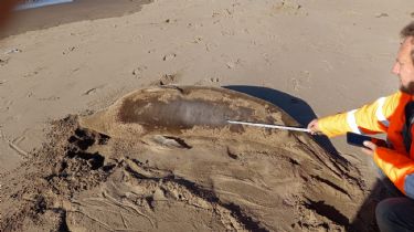 Fotos y videos: Rescataron a una foca que se encontraba en un campo de Lobería