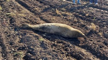 Fotos y videos: Rescataron a una foca que se encontraba en un campo de Lobería