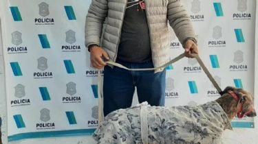 Mar del Plata: Rescataron 11 galgos tras desarticular una carrera