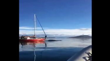 Video: Embistieron con un velero a una ballena y ahora serán denunciados penalmente