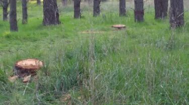 Denuncian que la Muni está talando árboles del Parque para extraer leña