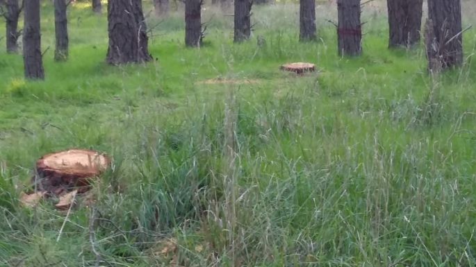 Denuncian que la Muni está talando árboles del Parque para extraer leña