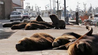 Expulsaron a 300 lobos marinos de su descanso en el puerto de Mar del Plata