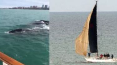 Acusan a embarcaciones de “hostigar” a ballenas en Mar del Plata