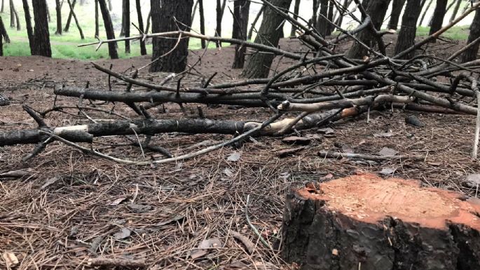 El HCD espera hace dos años que el intendente responda por la tala ilegal en el Parque Miguel Lillo