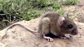 Confirmaron un caso de hantavirus en Miramar