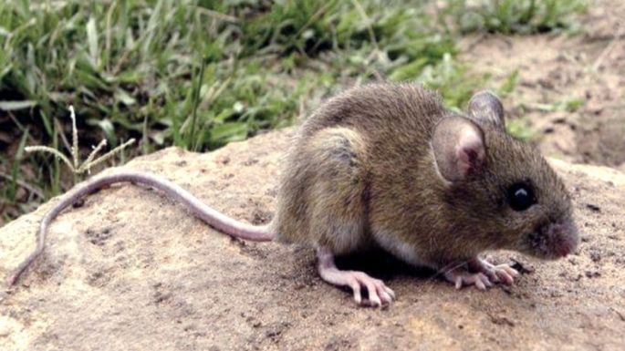 Confirmaron un caso de hantavirus en Miramar