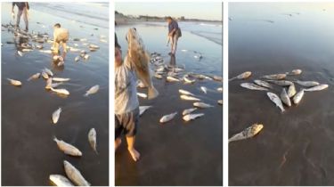 Video: Aparecieron cientos de corvinas en la playa de Quequén y las pescaban con las manos