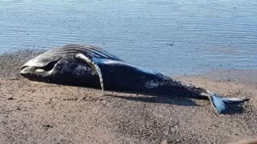 Encontraron seis ballenas muertas en las costas de Puerto Pirámides