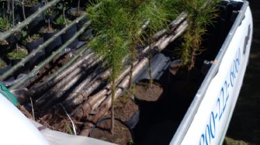 San Cayetano dona casi 50 árboles al club Dannervirke