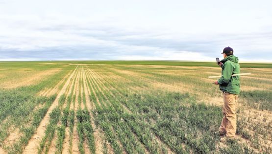 Un estudio de la Bolsa de Cereales prevé fuerte pérdida de exportaciones por sequía