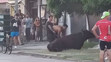 Video: Vecinos saquearon un camión de ganado y faenaron las vacas en la calle