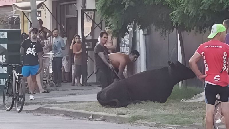 Video: Vecinos saquearon un camión de ganado y faenaron las vacas en la calle