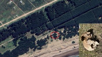 Macabro hallazgo en Necochea: Encontraron un cráneo humano debajo de un árbol en el Parque Miguel Lillo
