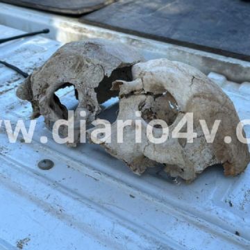 Imágenes: Investigan el misterioso hallazgo de un cráneo humano en el interior del Parque Miguel Lillo