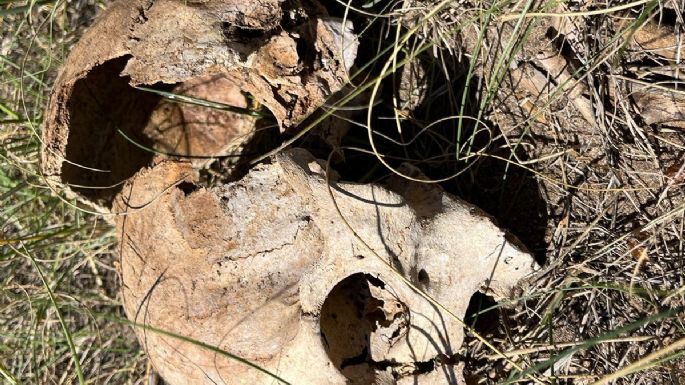 Macabro hallazgo en Necochea: Encontraron un cráneo humano debajo de un árbol en el Parque Miguel Lillo