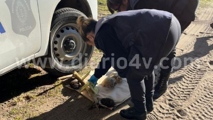 Imágenes: Investigan el misterioso hallazgo de un cráneo humano en el interior del Parque Miguel Lillo