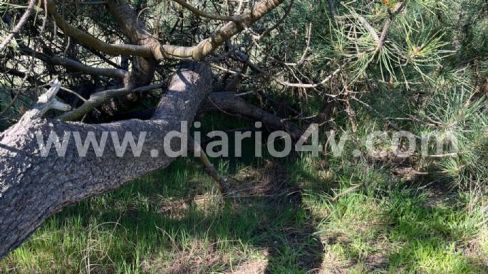 Imágenes: Investigan el misterioso hallazgo de un cráneo humano en el interior del Parque Miguel Lillo