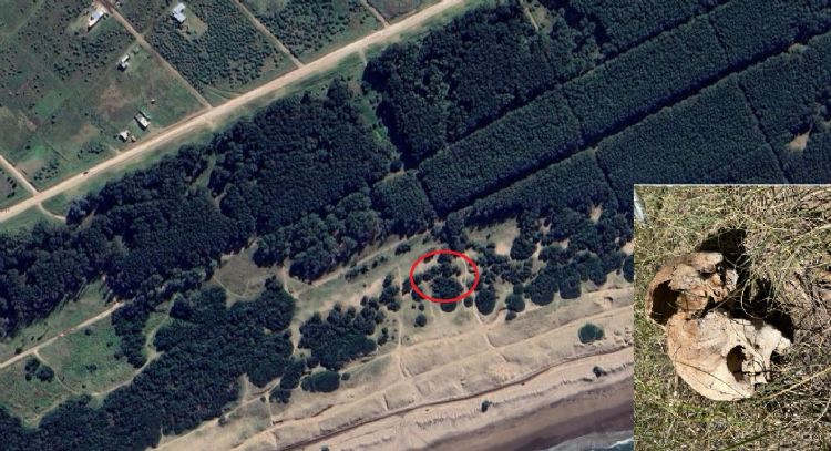 Macabro hallazgo en Necochea: Encontraron un cráneo humano debajo de un árbol en el Parque Miguel Lillo