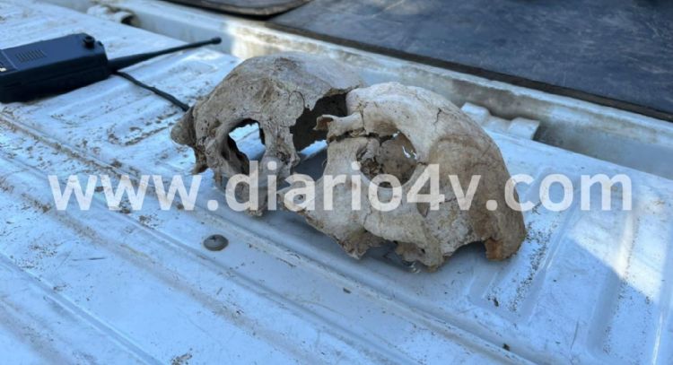 Imágenes: Investigan el misterioso hallazgo de un cráneo humano en el interior del Parque Miguel Lillo