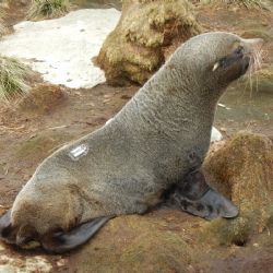 Biólogos ingleses registraron la increíble travesía de 1500 kilómetros de una foca entre Islas Malvinas y Puerto Quequén
