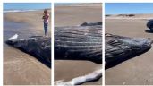 Video: Encontraron una ballena Jorobada muerta en la playa