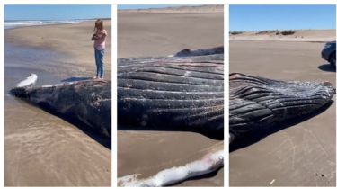 Video: Encontraron una ballena Jorobada muerta en la playa