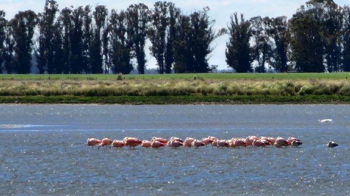 Realizaron el conteo anual de aves en el SEEA Laguna la Salada: "Conocer para valorar, valorar para conservar"