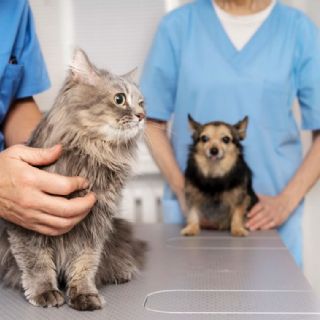 La Muni dará 45 turnos en un operativo de "castración masiva" de mascotas en Obras Sanitarias