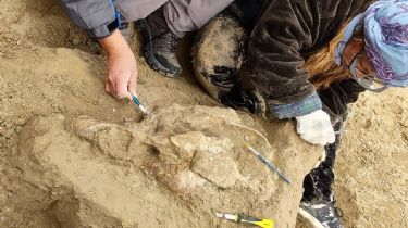 Estudiantes de Miramar hallaron el cráneo de un toxodonte y paleo cuevas en Bahía de los Vientos