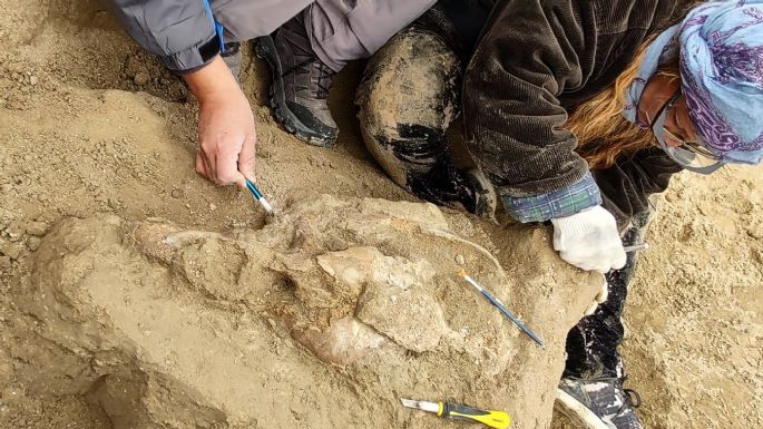 Estudiantes de Miramar hallaron el cráneo de un toxodonte y paleo cuevas en Bahía de los Vientos