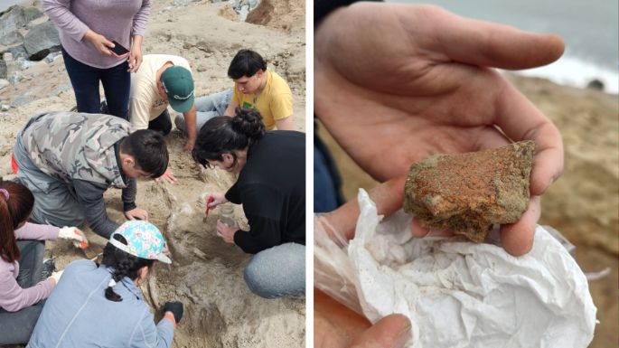 Estudiantes de Miramar hallaron el cráneo de un toxodonte y paleo cuevas en Bahía de los Vientos