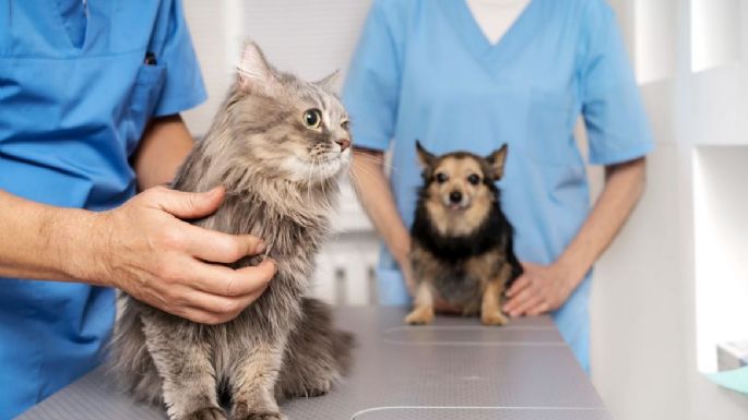 CAPS Estación Quequén, escenario de una jornada de castración masiva de perros y gatos