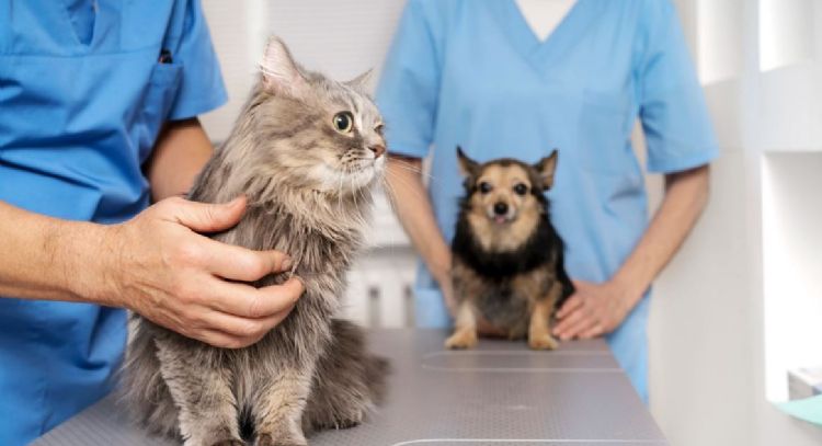 La Muni dará 45 turnos en un operativo de "castración masiva" de mascotas en Obras Sanitarias