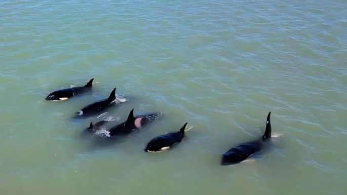 Video: Las ballenas siguen dando espectáculos en Necochea y ahora se vieron orcas en Quequén