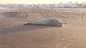 Aparecieron elefantes marinos en Mar del Plata y piden a la población tener precaución