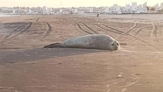 Aparecieron elefantes marinos en Mar del Plata y piden a la población tener precaución
