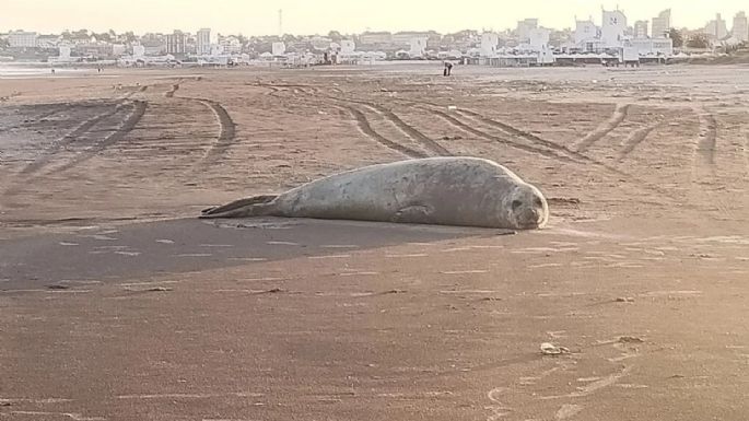 Aparecieron elefantes marinos en Mar del Plata y piden a la población tener precaución