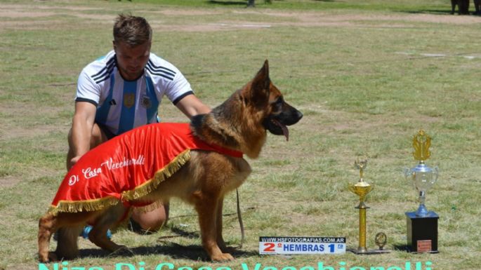 Una ovejera alemana de Necochea se consagró subcampeona nacional