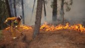 Preocupación en Mar del Plata por el riesgo "muy alto" de sufrir incendios forestales