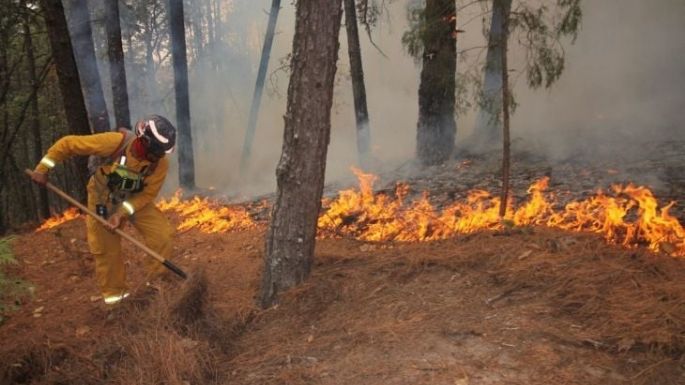 Preocupación en Mar del Plata por el riesgo "muy alto" de sufrir incendios forestales